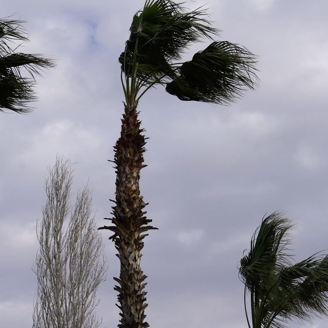 Pronostican Lluvias y Viento con Tolvaneras para Baja California