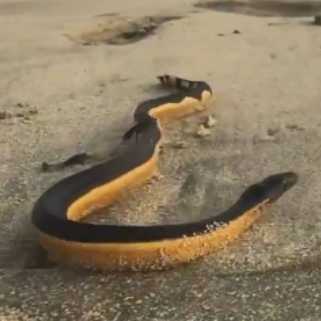 Qué hacer en caso de encuentro con serpiente marina