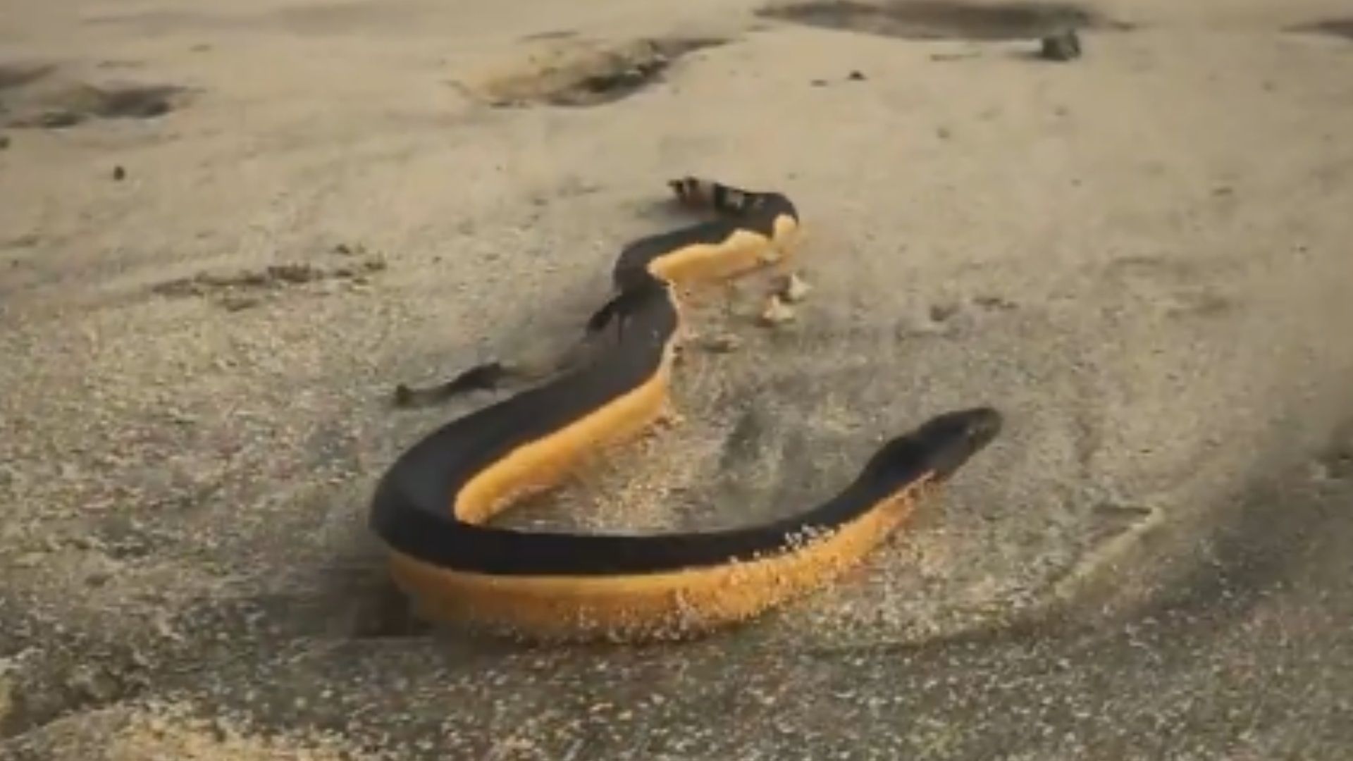 Qué hacer en caso de encuentro con serpiente marina