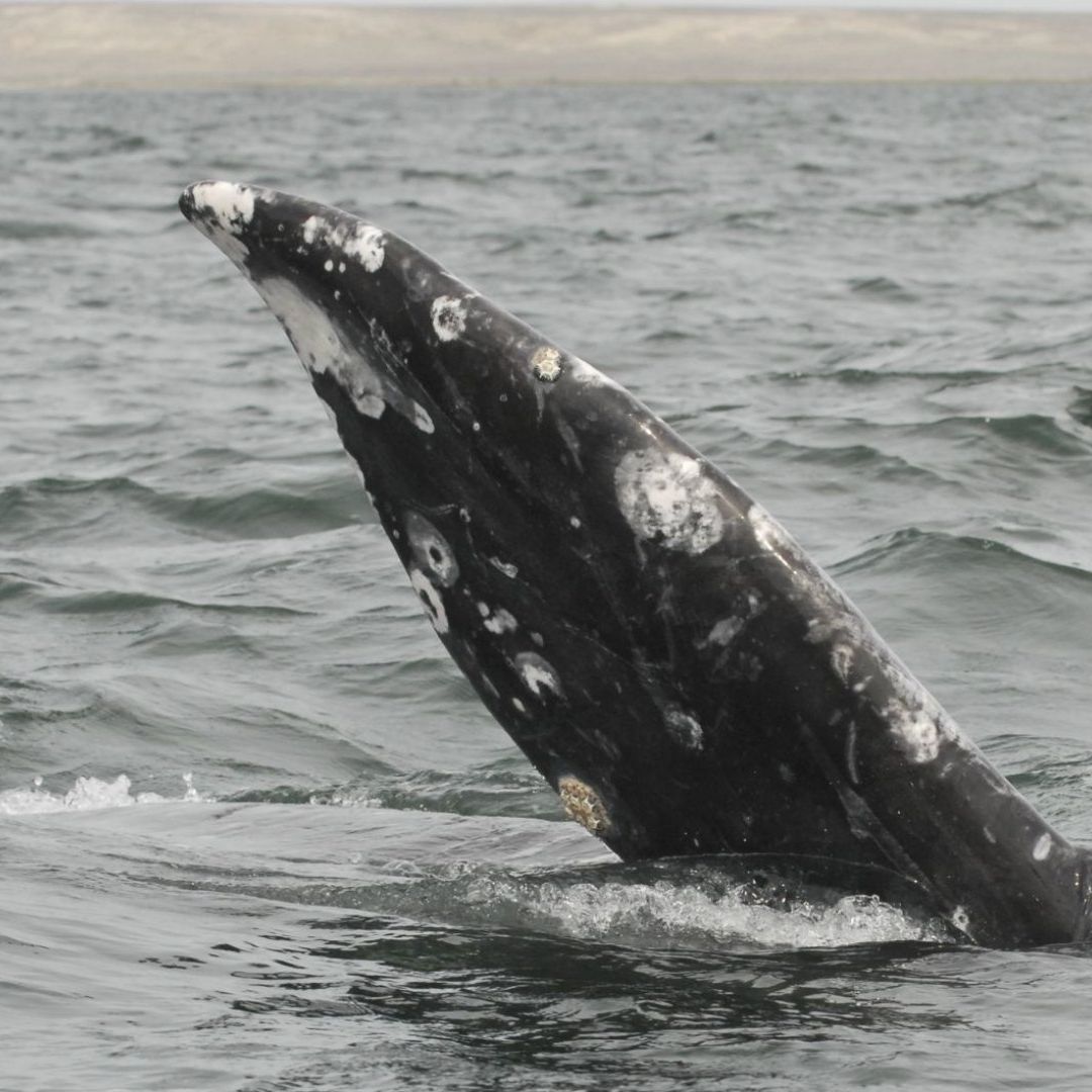 Pescadores y Turistas se Unen para Preservar la Población de la Ballena Gris