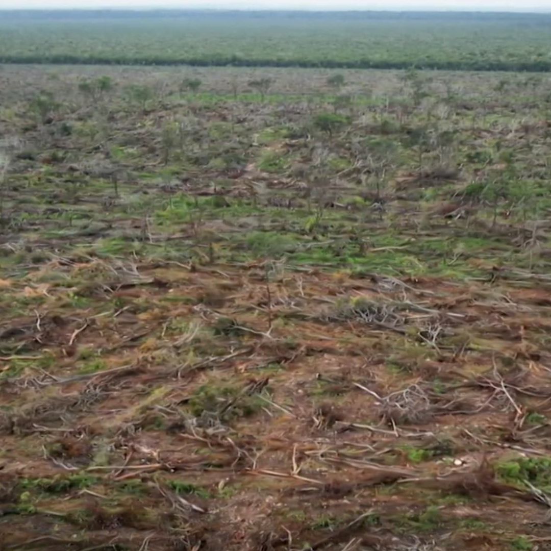 Algunos miembros de la comunidad Menonita en Campeche han ido expandiendo sus colonias y esto ha provocado un impacto de consideración en la Selva Maya