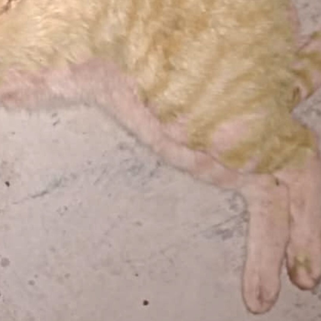 Disparan y Apuñalan a Gatitos en Valle de Mexicali, Baja California