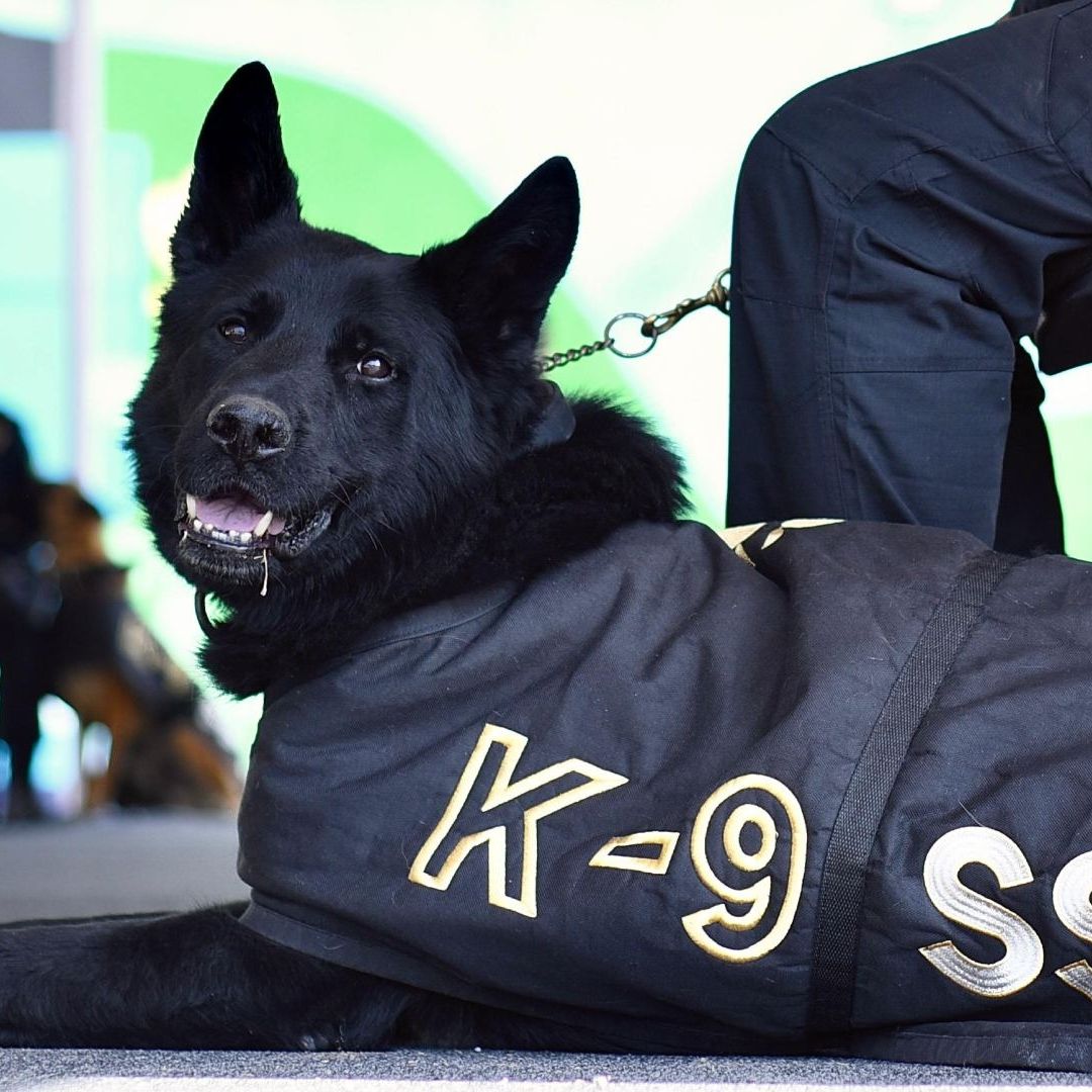 La unidad canina K9 de la policía penitenciaria, cuenta actualmente con 35 ejemplares, entre los que destacan las razas: Pastor Alemán, pastor belga malinois y golden retriever