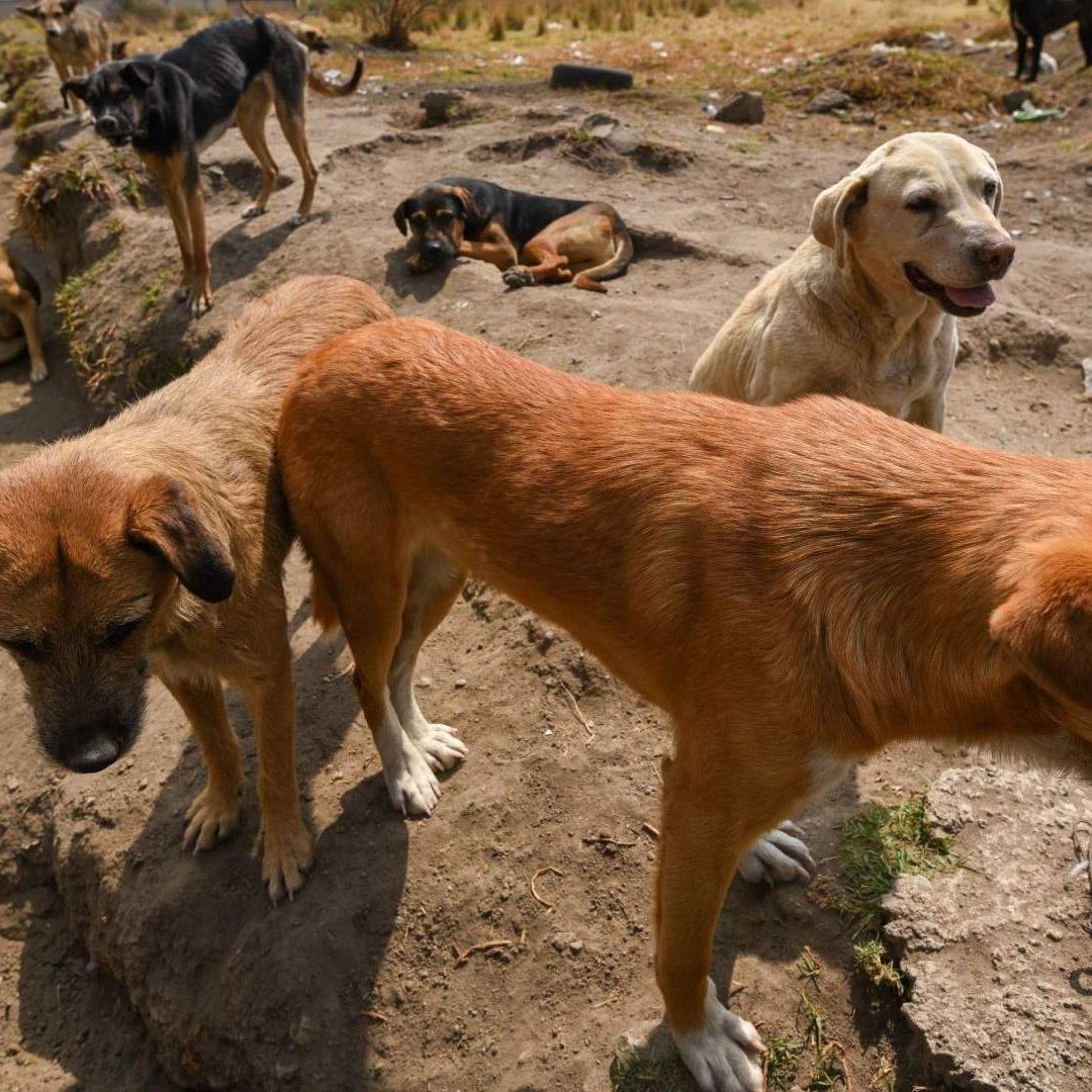 Perros para barbacoa