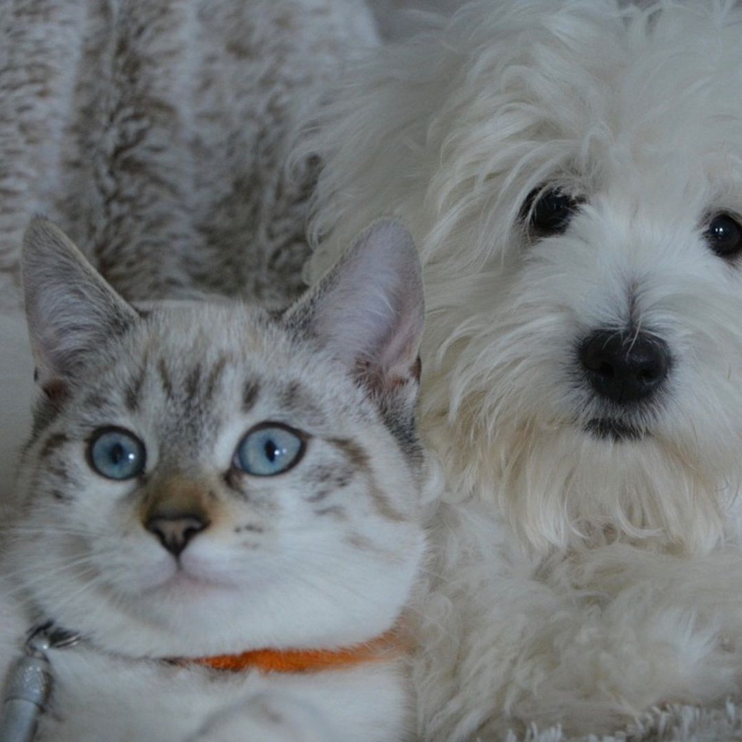 Perros y gatos sin hogar en México