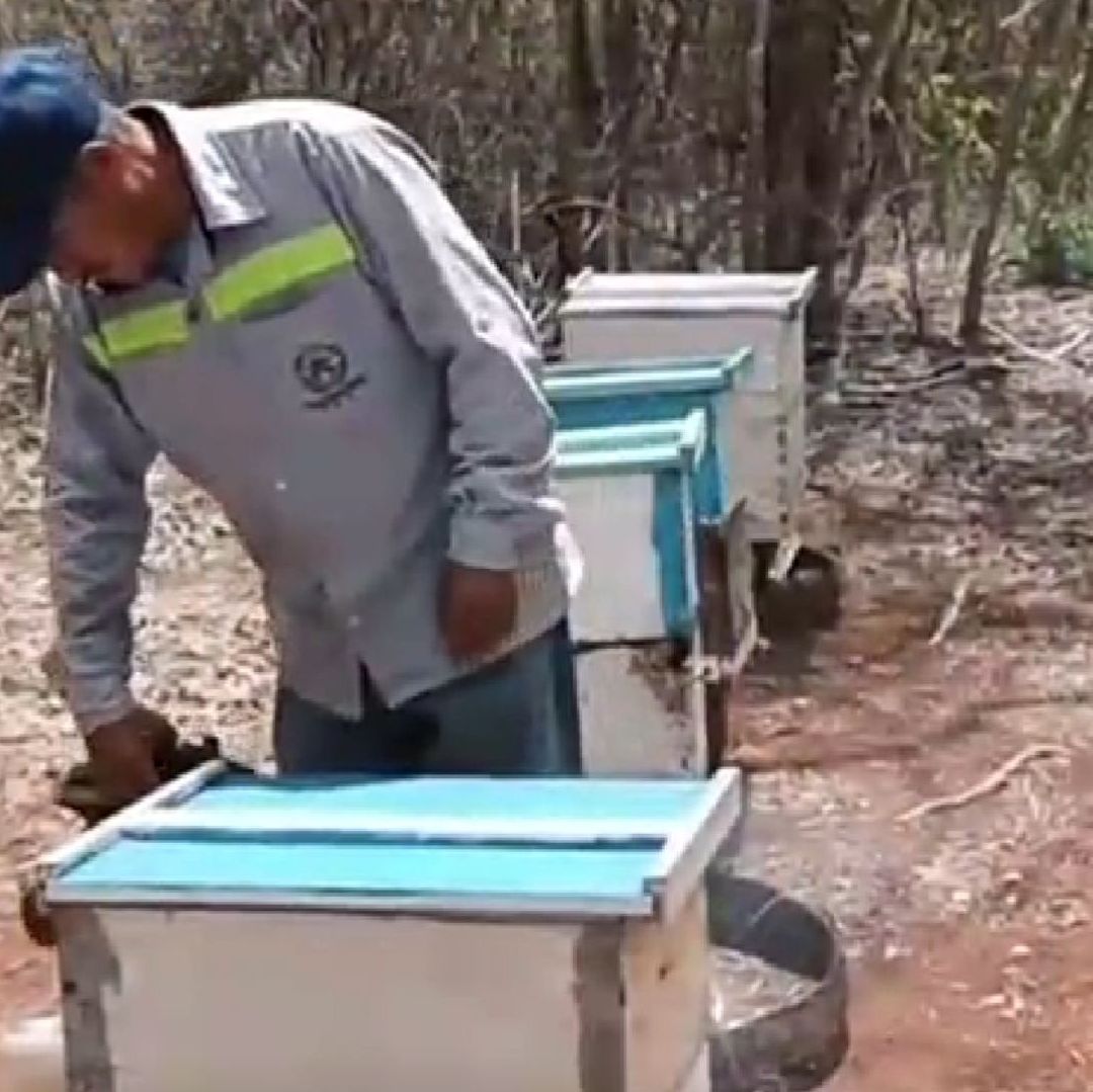 Migración y Prácticas de Menonitas Ponen en Riesgo la Apicultura en Campeche