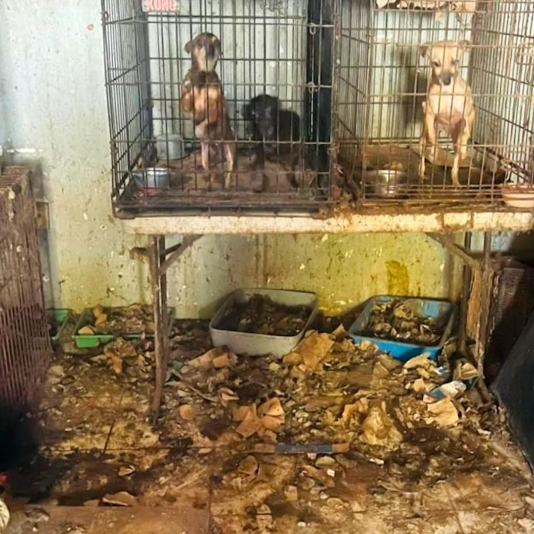 Denuncian Presunto Caso de Maltrato Animal contra un Rescatista en Ensenada