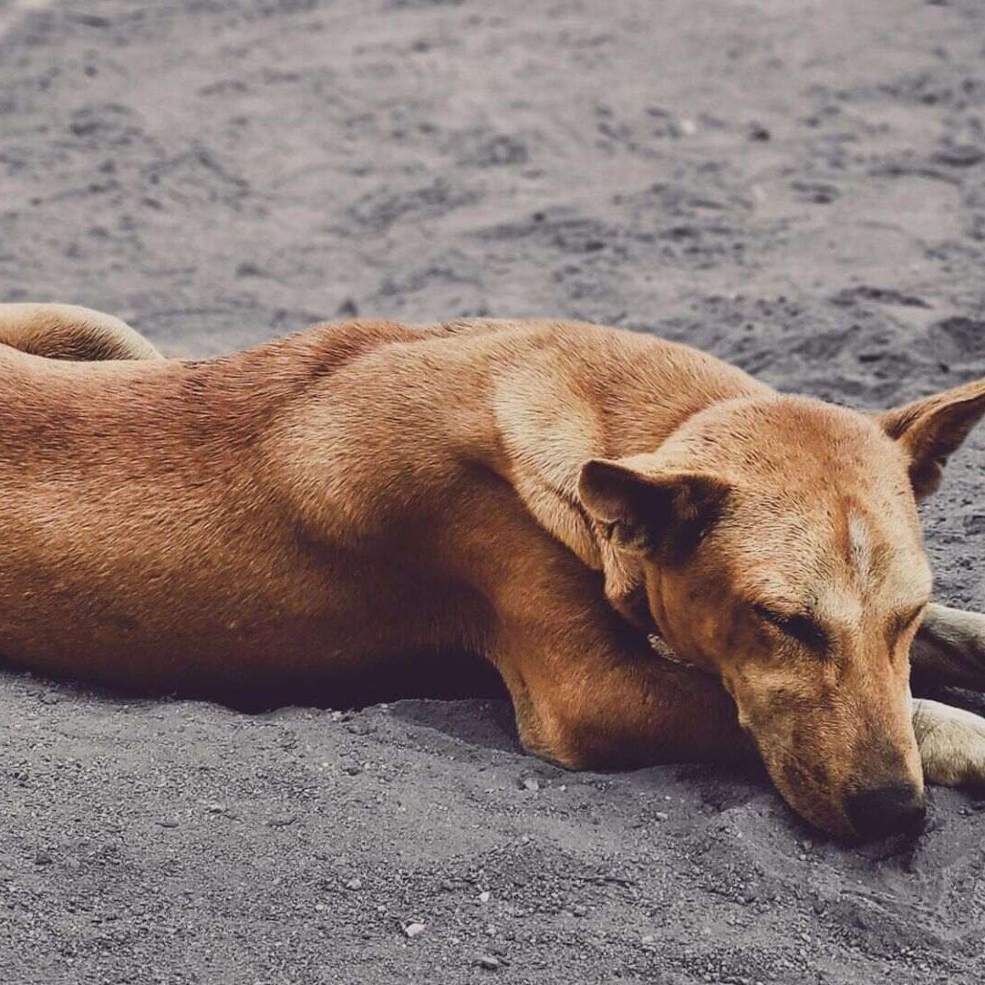 Investigan Envenenamiento de Diez Perros y Gatos en Colonia Villa Verde