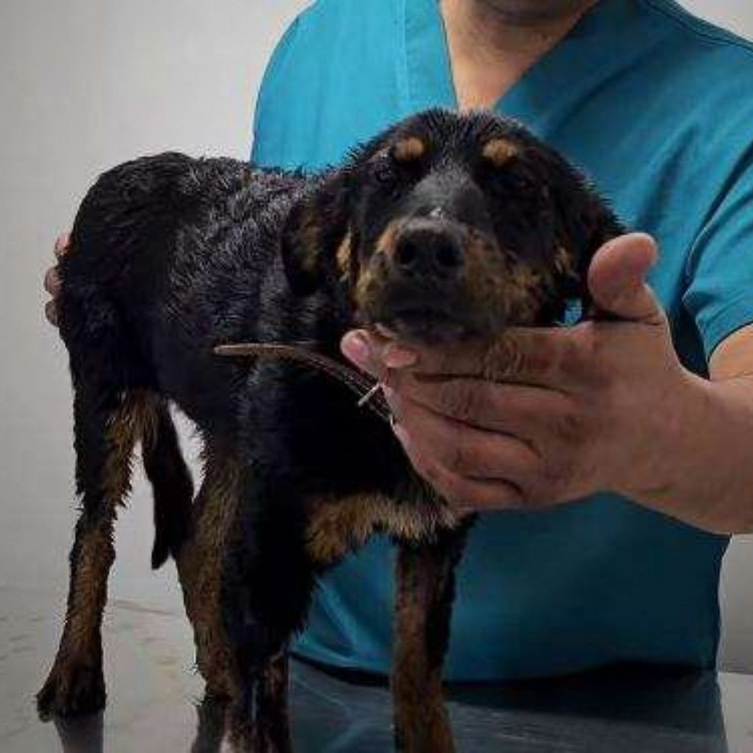 Violeta fue arrojada a un tambo con chapopote en la ciudad de Chihuahua | Foto: FGE