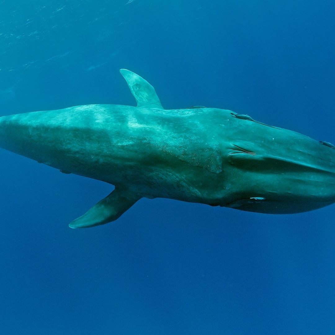 Ballena azul captada en el océano Índico