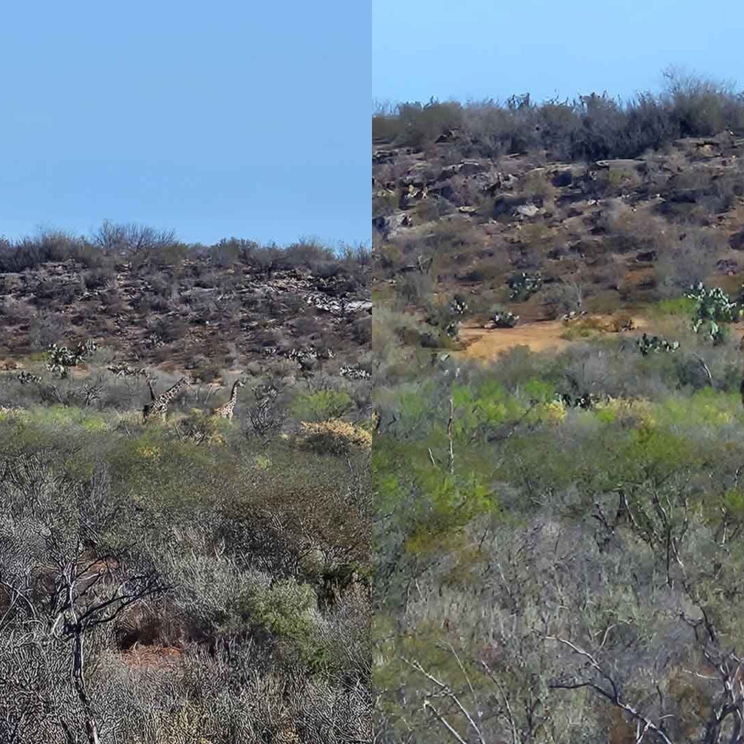 Nuevo Avistamiento de Jirafas Sorprende en Coahuila