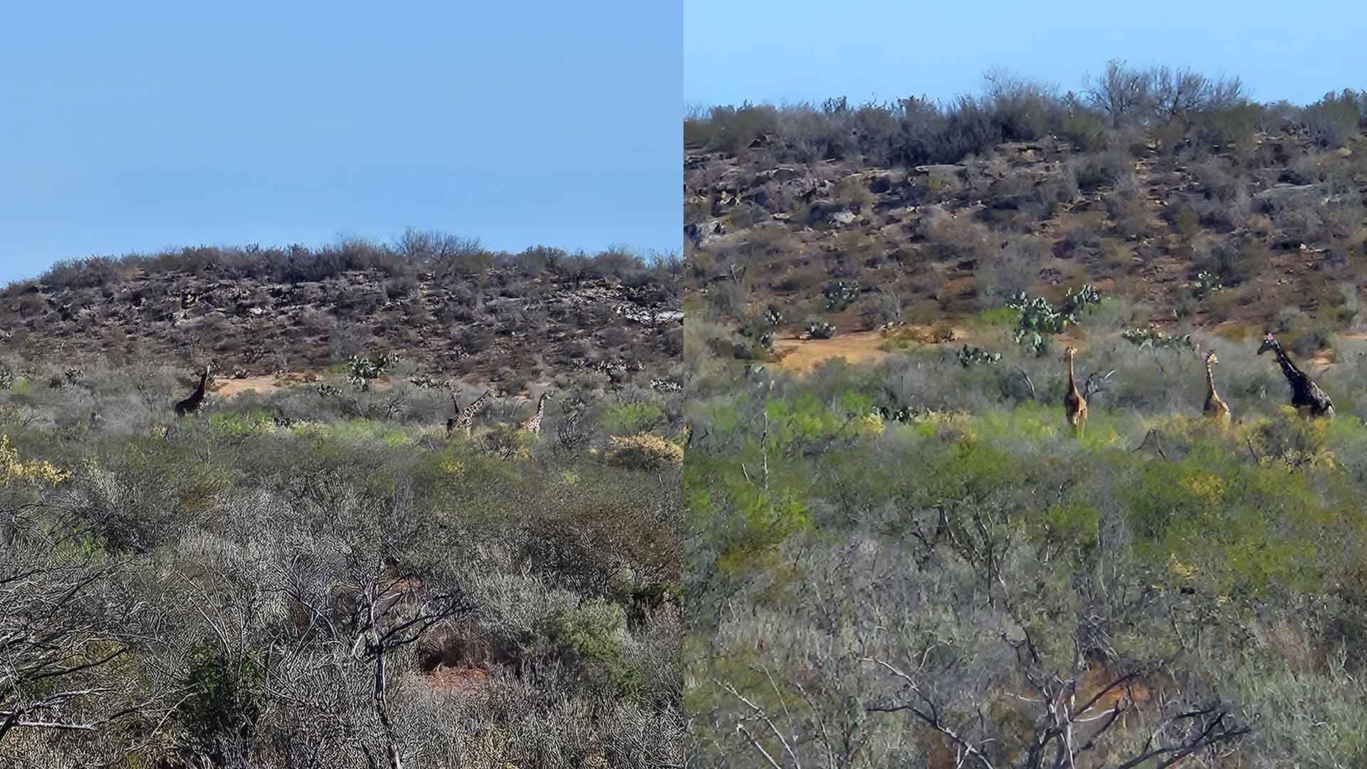Nuevo Avistamiento de Jirafas Sorprende en Coahuila