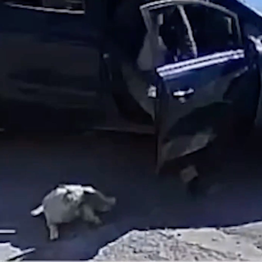 VIDEO: Abandonan a Perrito y lo Golpean Cuando Intenta Regresar con sus Dueños