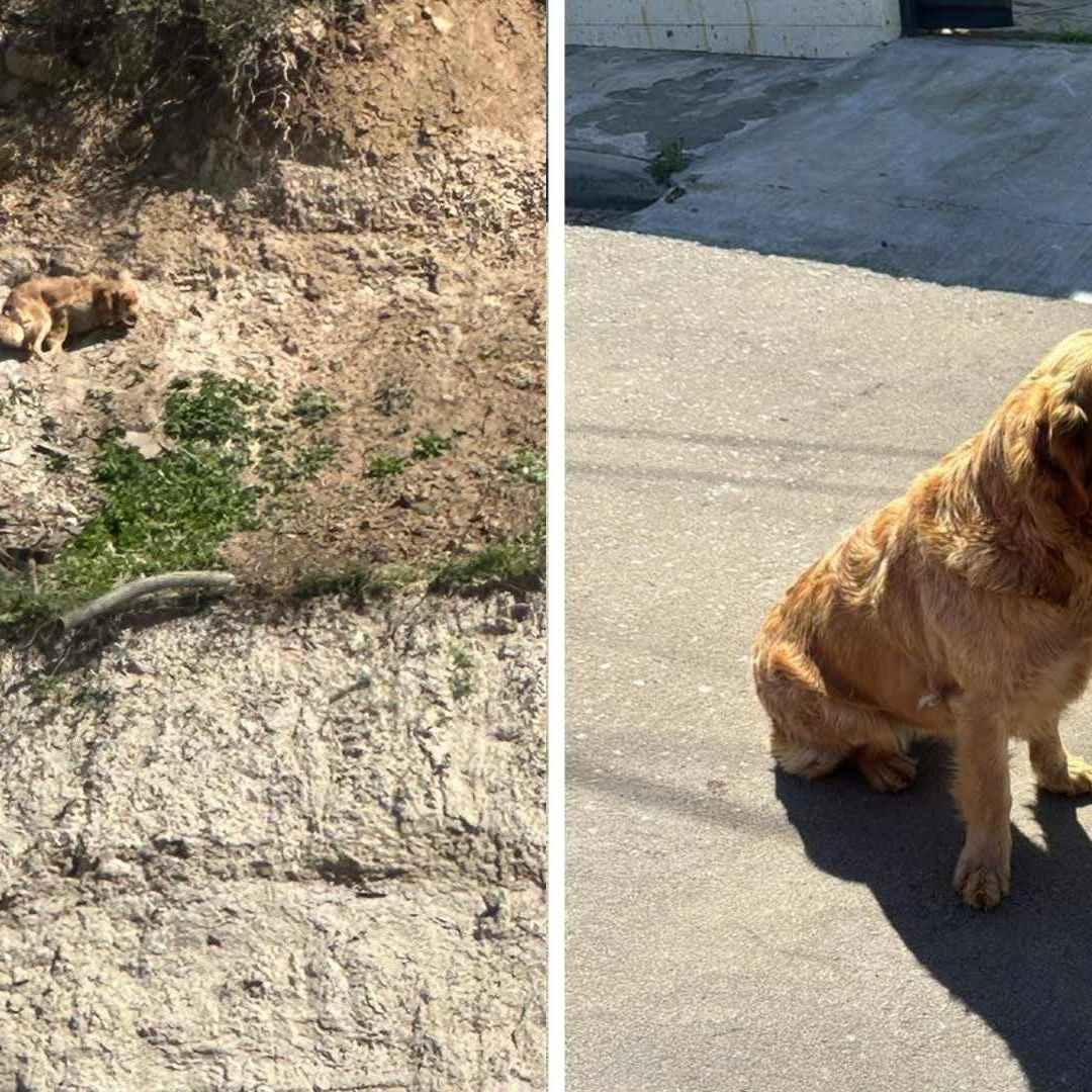 Rescatan a Perro que Llevaba Dos Días Atrapado en Talud en Tijuana