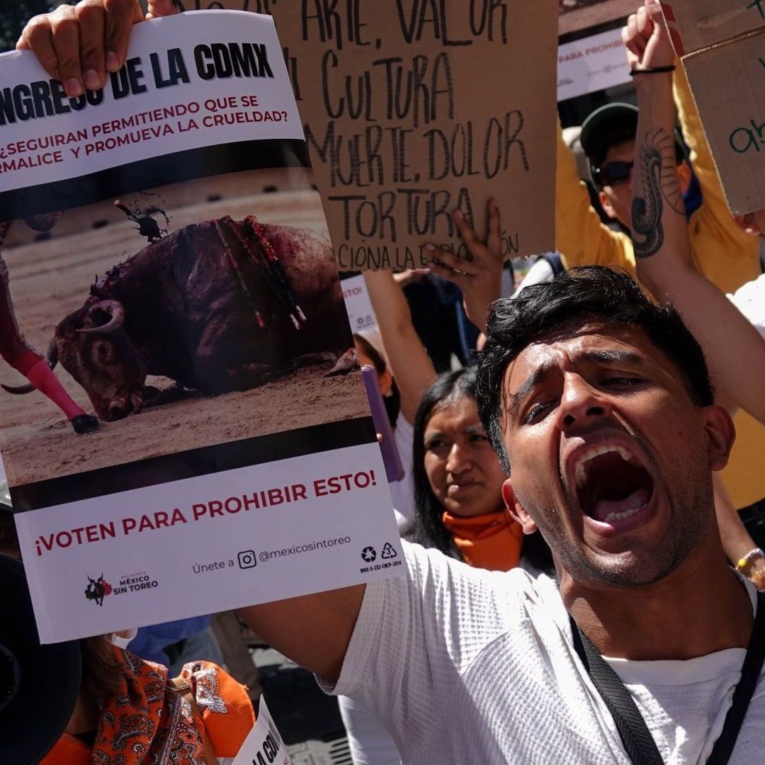 Congreso CDMX Pospone Discusión contra Corridas de Toros en Medio de 'Pleito' Afuera de Sede