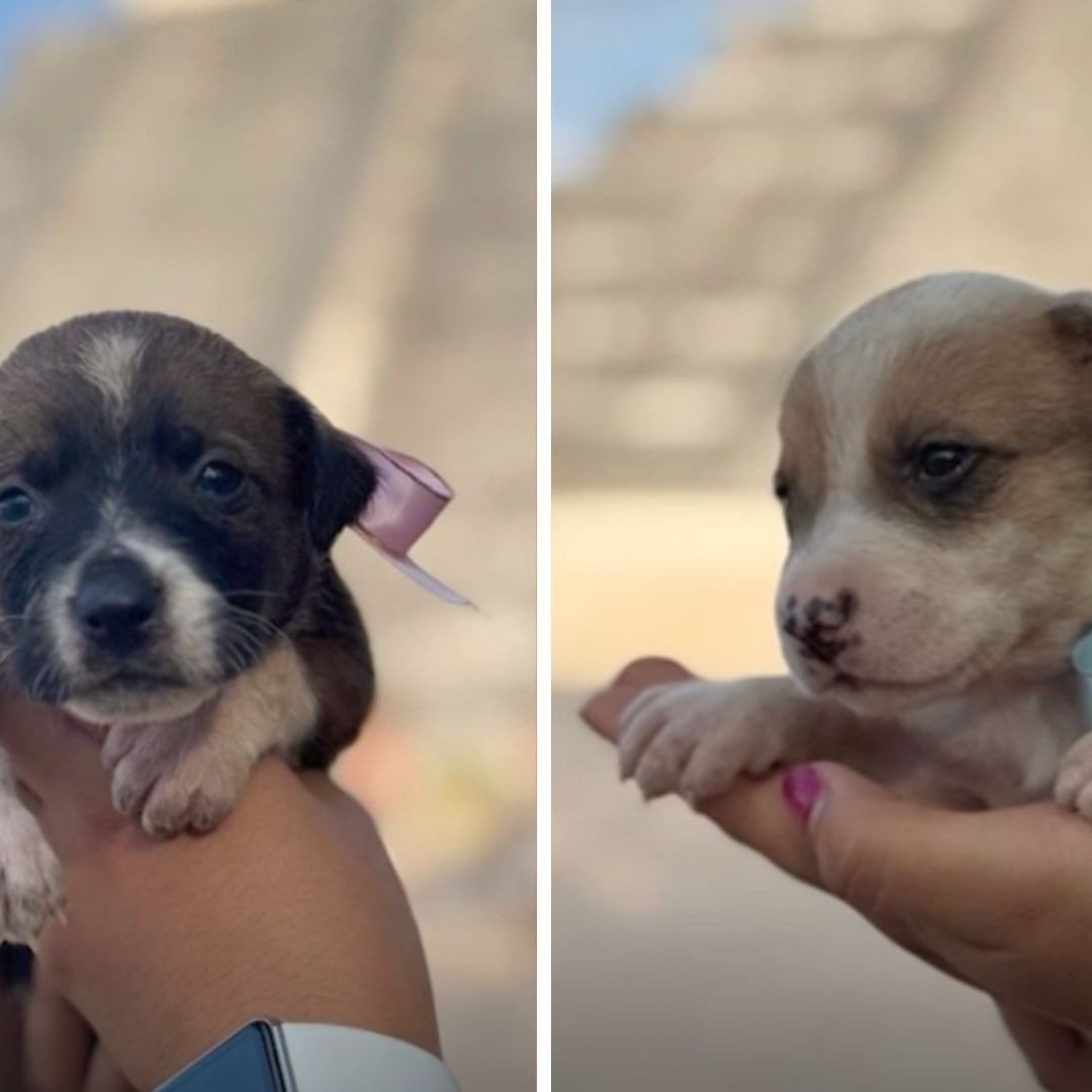 En Adopción Responsable Perritos Nacidos en el Templo de los Maya; Chichén Itzá