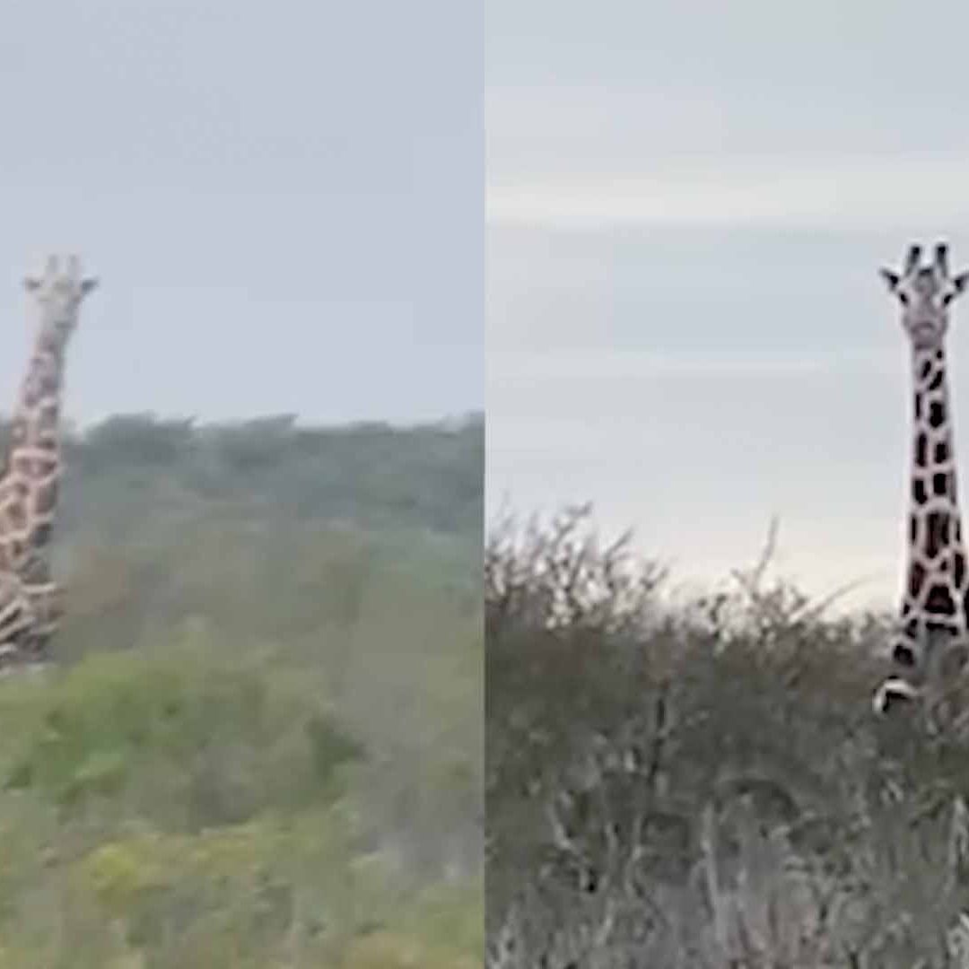 ¿Por qué Hay Jirafas en Coahuila?: Explican Avistamientos