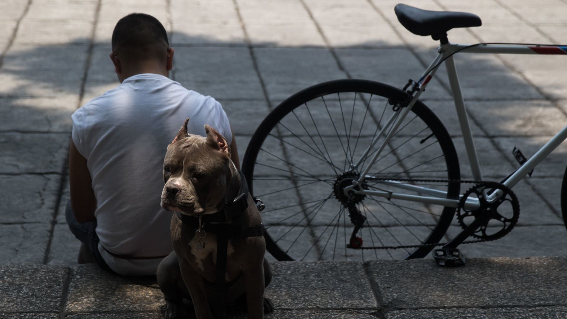 Un perro pitbull y su dueño