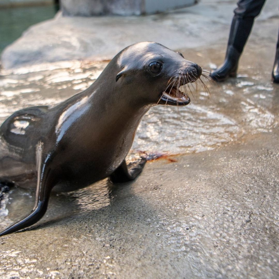 Video | Pepper, la Cría de León Marino Especialista en Gimnasia Rítmica