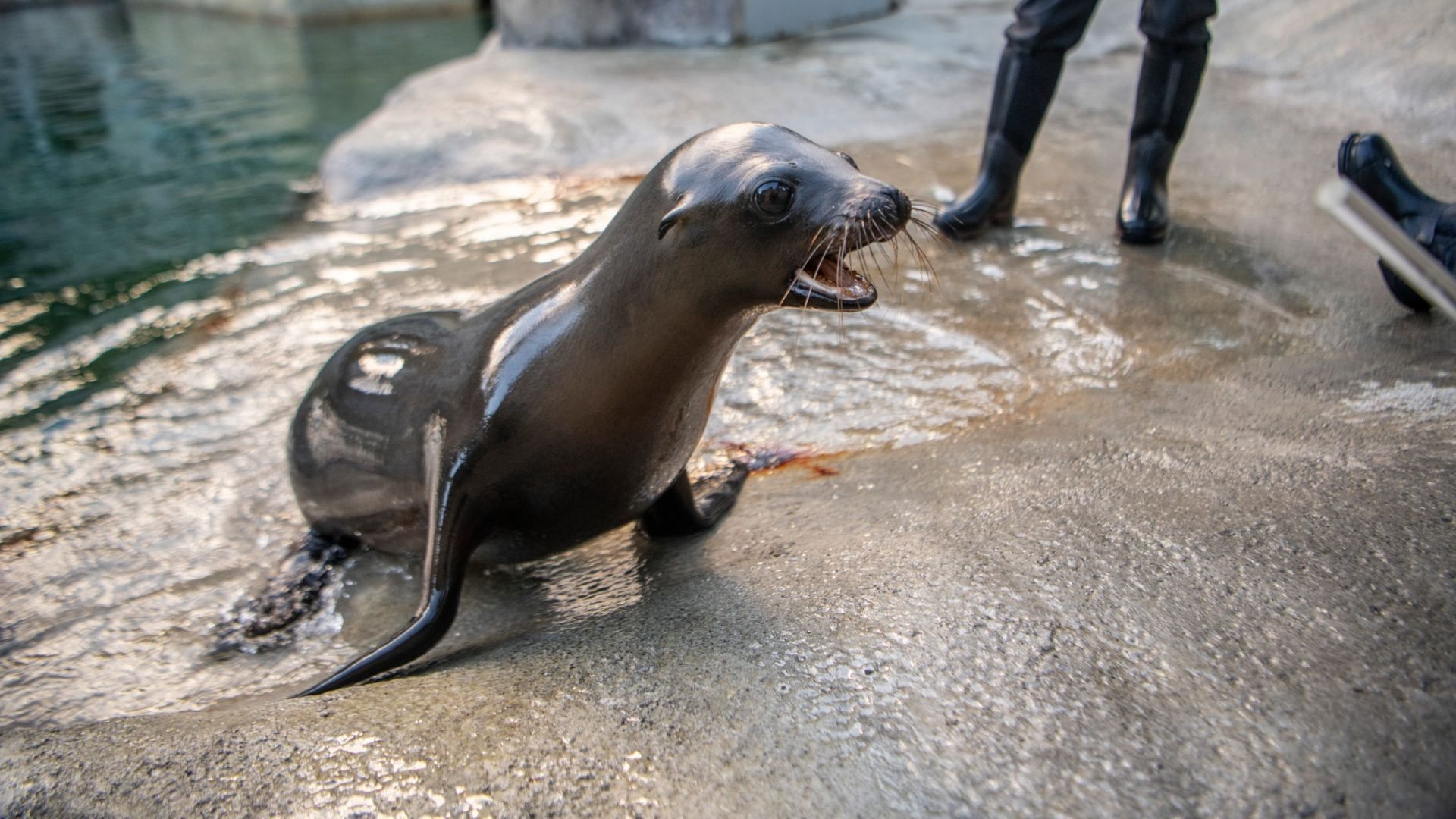Video | Pepper, la Cría de León Marino Especialista en Gimnasia Rítmica