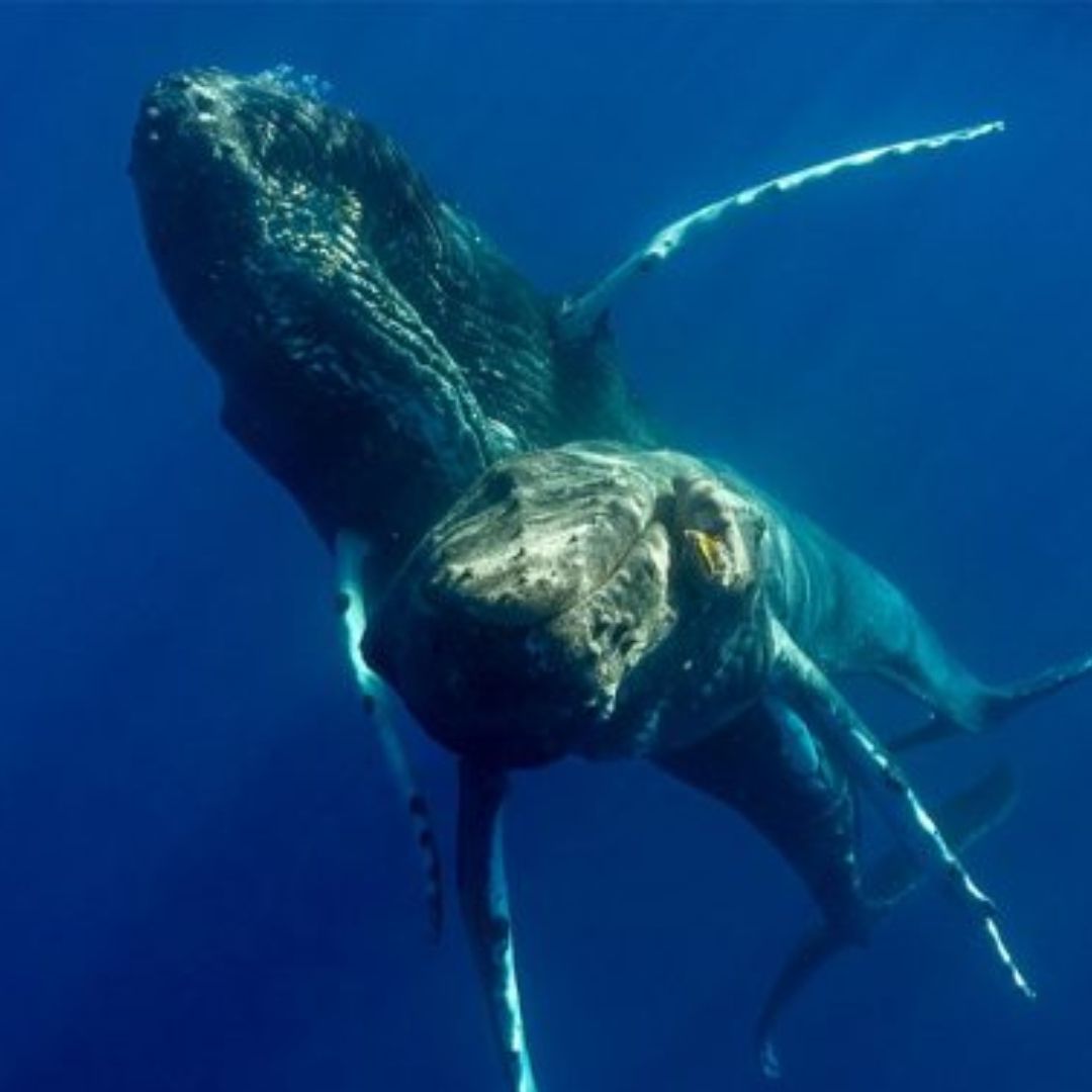 Dos ballenas jorobadas macho apareándose frente a la costa de Hawái