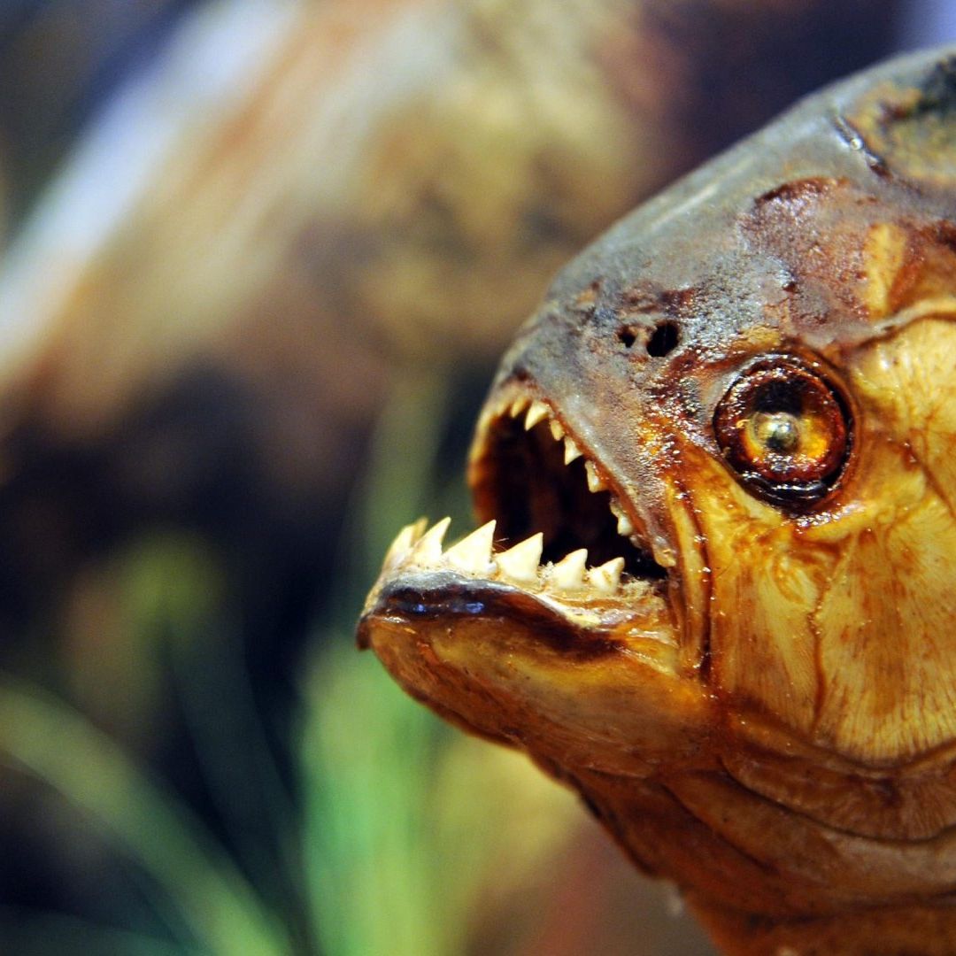 Estos animales encuentran en las raíces de las algas del río el lugar "ideal" para poner sus huevos. Foto: AP