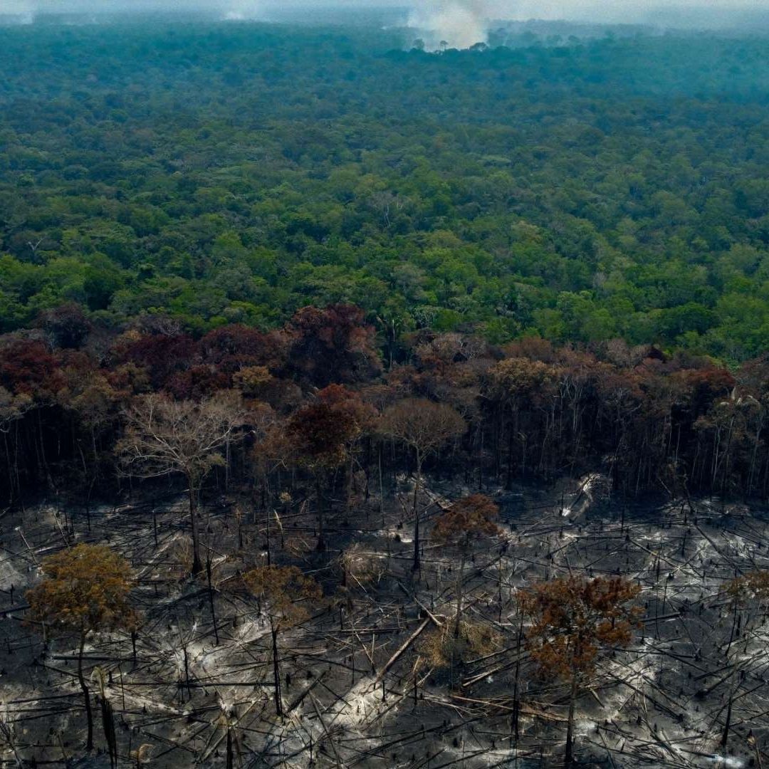 Tala ilegal en el Amazonas