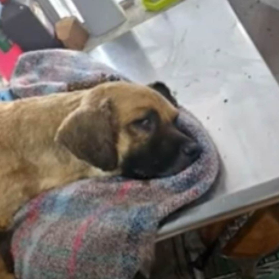 Asesina a Perrito "Pachón"; Fiscalía Investiga a Joven de 18 años