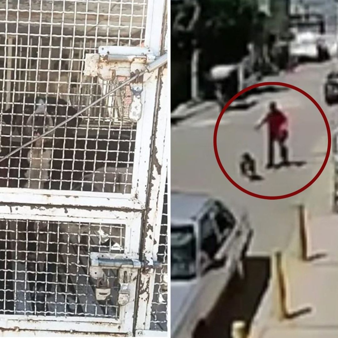 Vecinos Denuncian Persecución y Captura de Perros Callejeros en Ecatepec