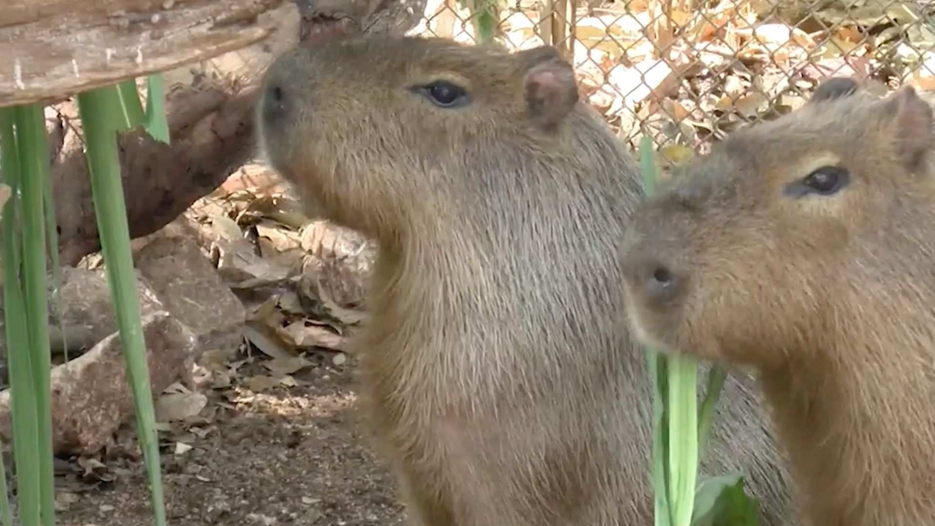 La Única Pareja de Capibaras en Yucatán Habita en el Zoológico de Animaya