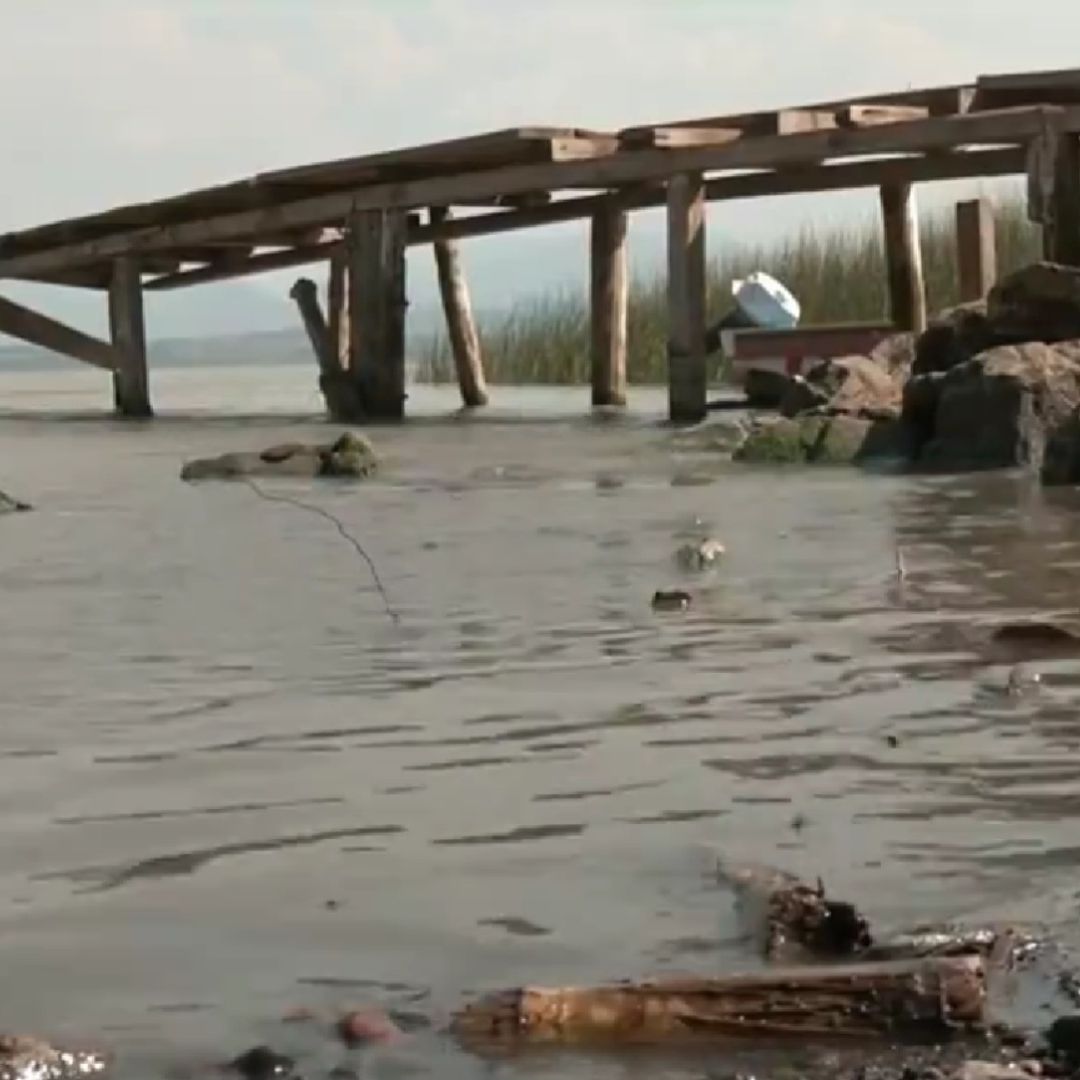 Lago de Pátzcuaro Pierde 50% de Su Nivel; Pastizales y Ganado Rodean la Zona