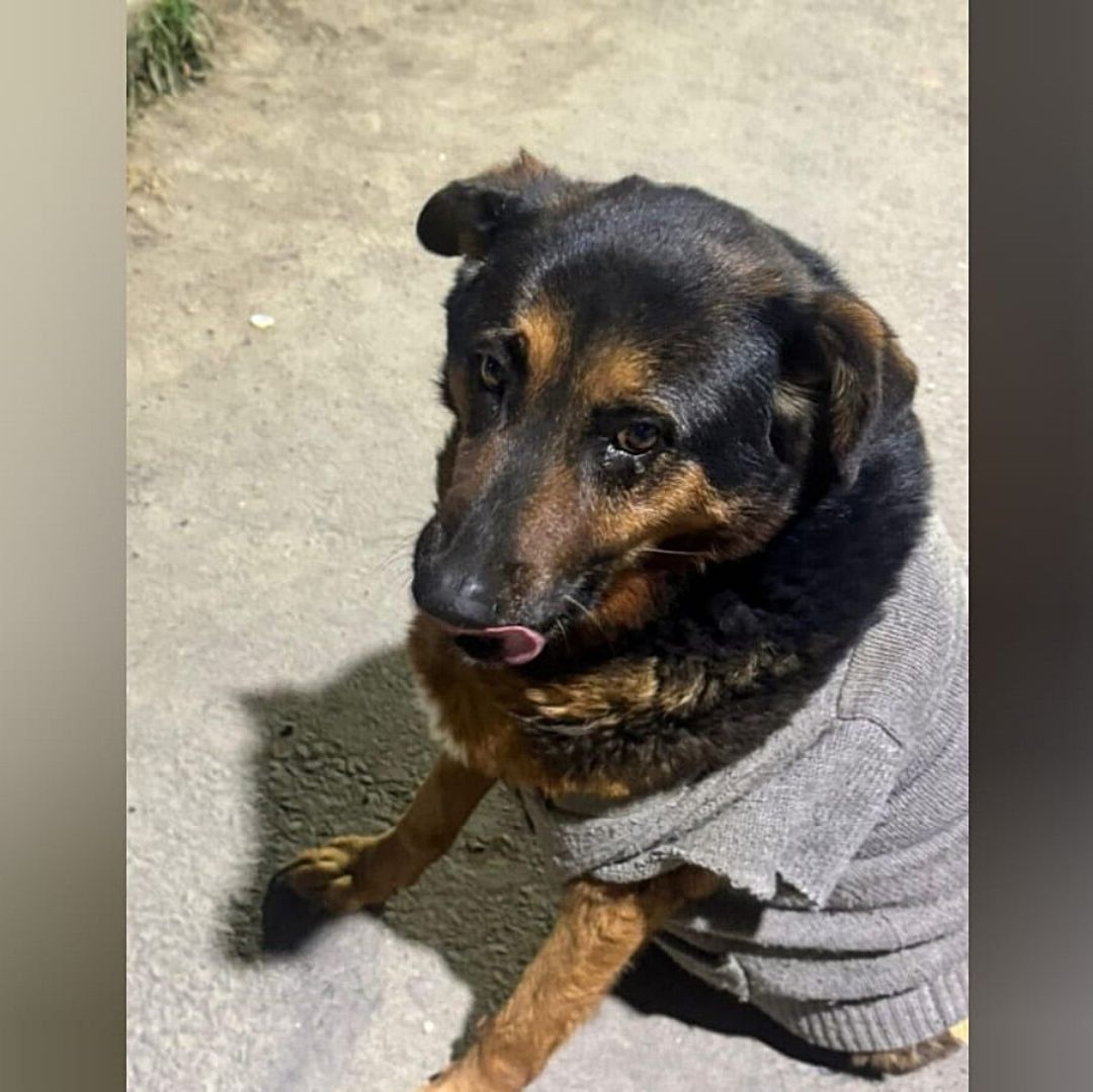 Rocko, el perrito atropellado por patrulla en CDMX