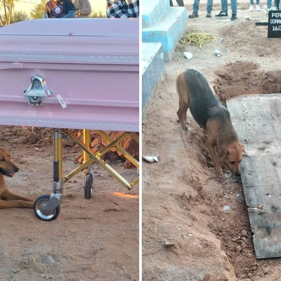 Perrita Acompaña Féretro de su Dueña Hasta el Panteón