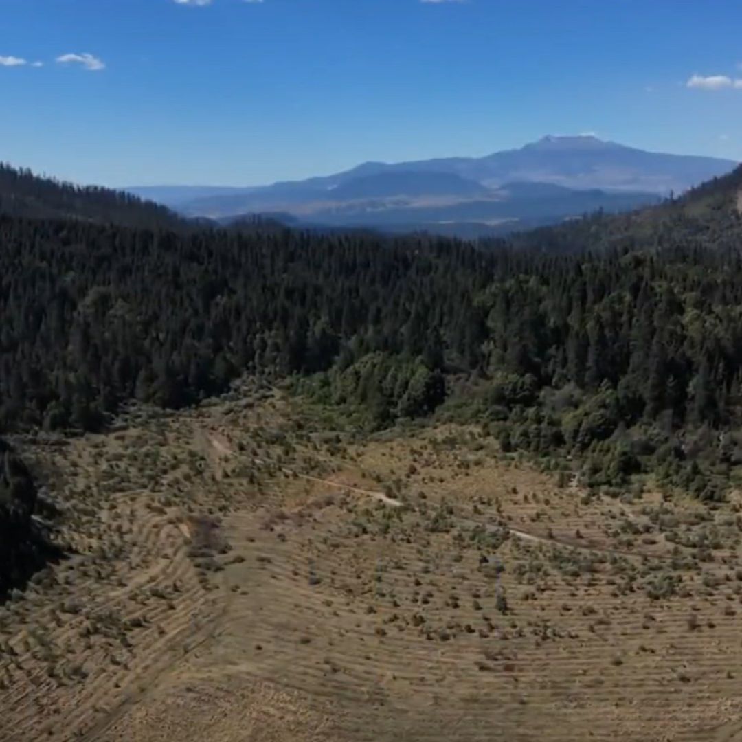 El Gran Bosque de Agua en Peligro por 'Narcodeforestación'