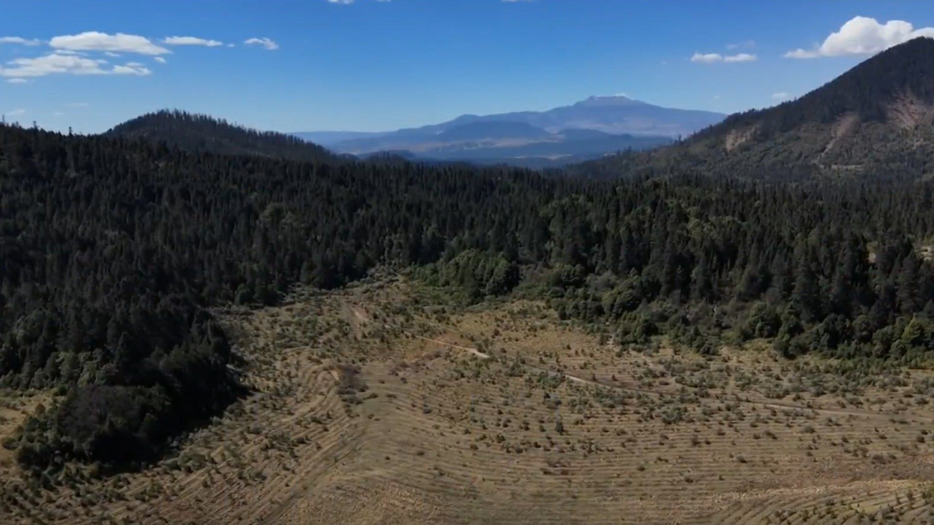 El Gran Bosque de Agua en Peligro por 'Narcodeforestación'
