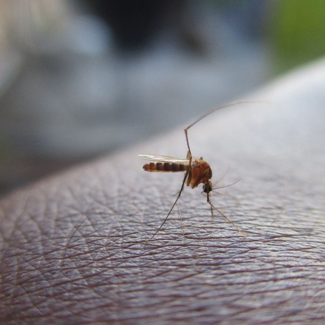 Casos de Dengue en México Aumentan 4 Veces Interanual en Primer Bimestre de 2024