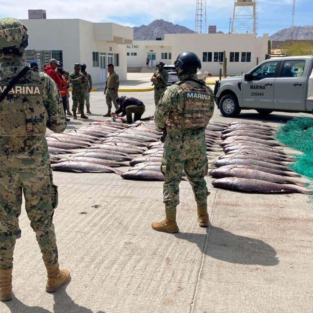 La pesca ilegal de totoaba también genera daños colaterales a la vaquita marina.