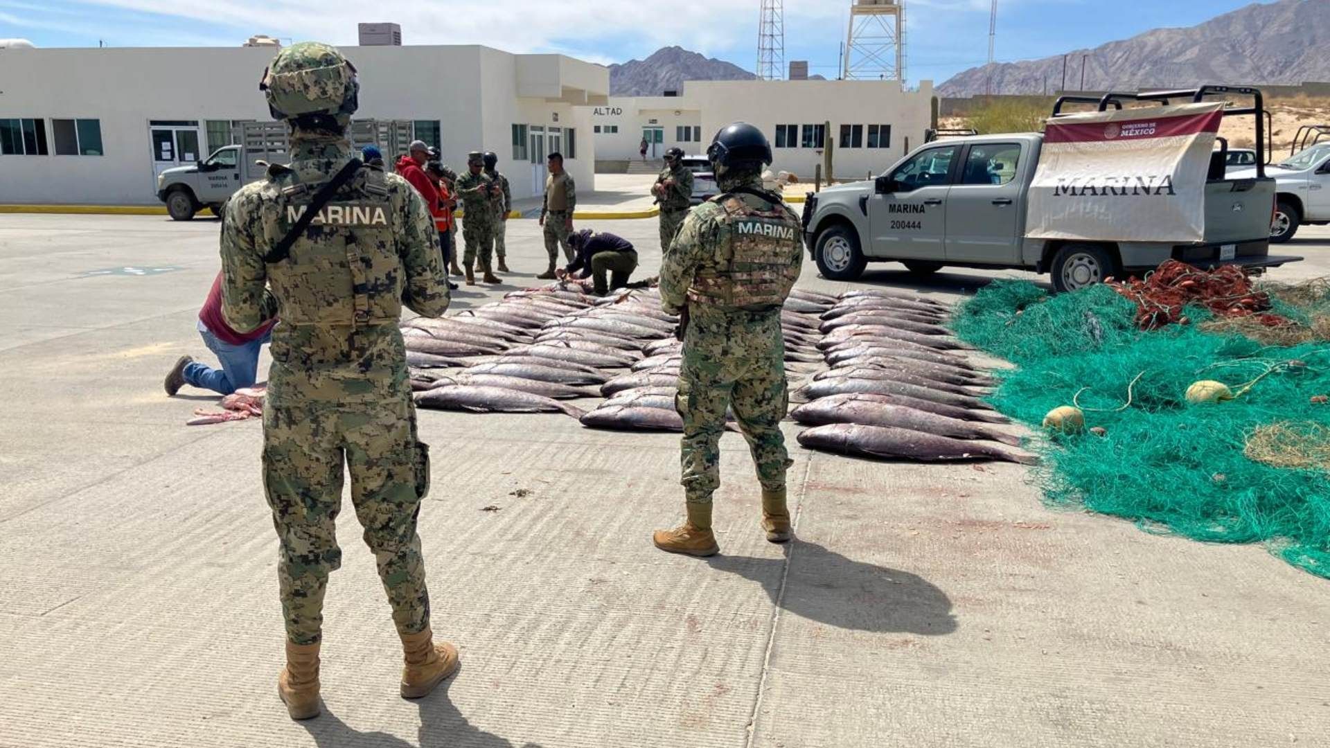 La pesca ilegal de totoaba también genera daños colaterales a la vaquita marina.