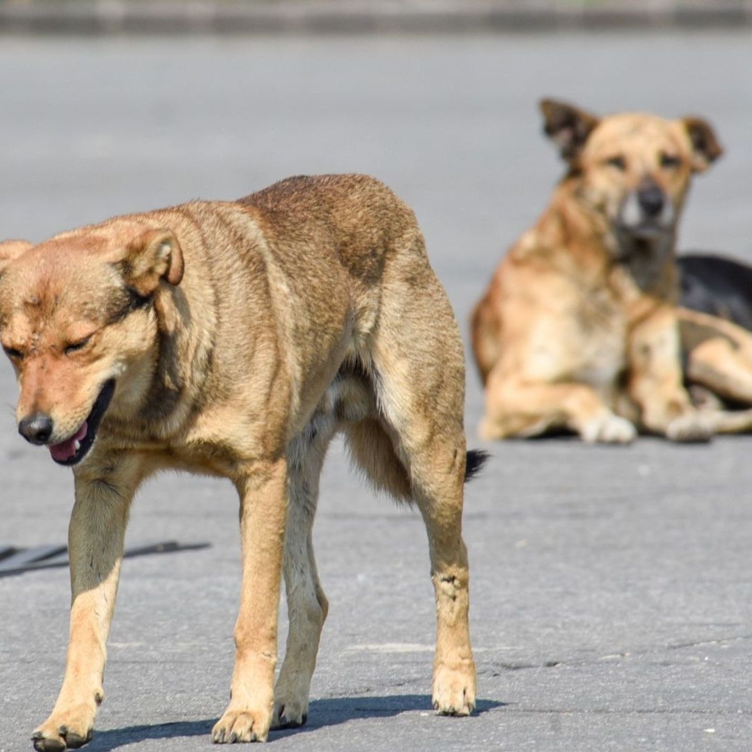 Perritos callejeros