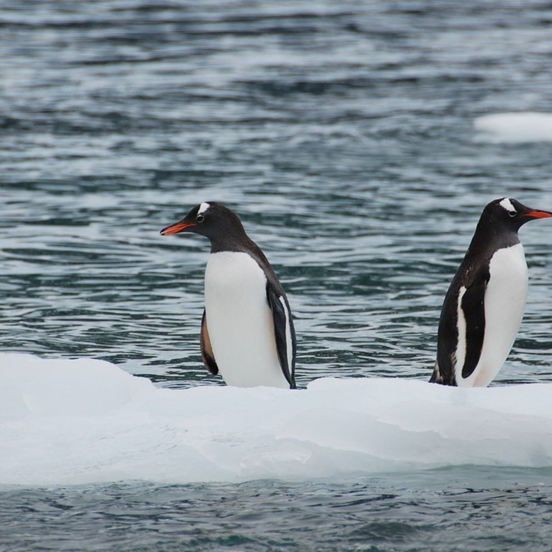 Pingüinos de la Antártida