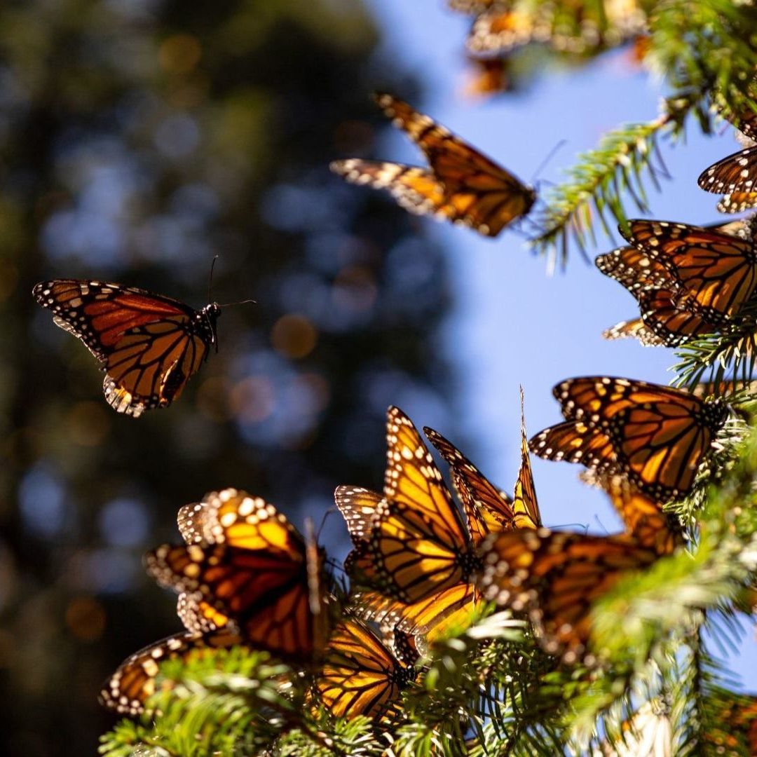 El cambio climático ha alterado la ruta migratoria y las condiciones de hibernación de la mariposa monarca.