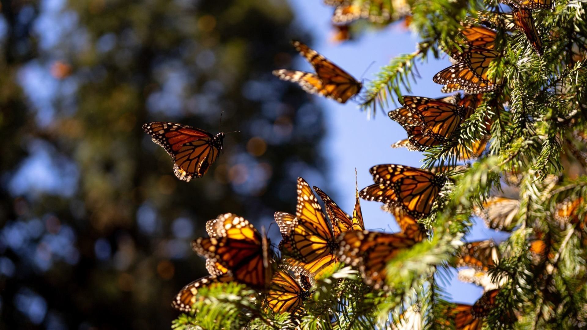 El cambio climático ha alterado la ruta migratoria y las condiciones de hibernación de la mariposa monarca.