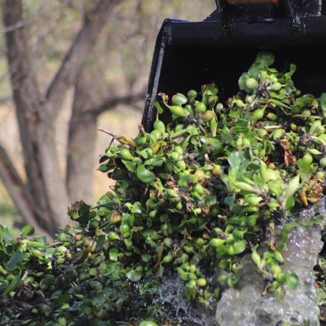 Lirio acuático invade Presa Endhó en Hidalgo.