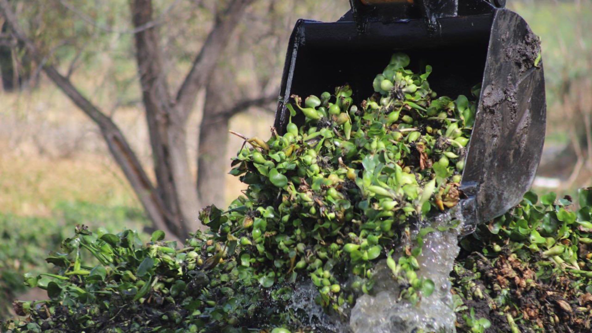 Lirio acuático invade Presa Endhó en Hidalgo.