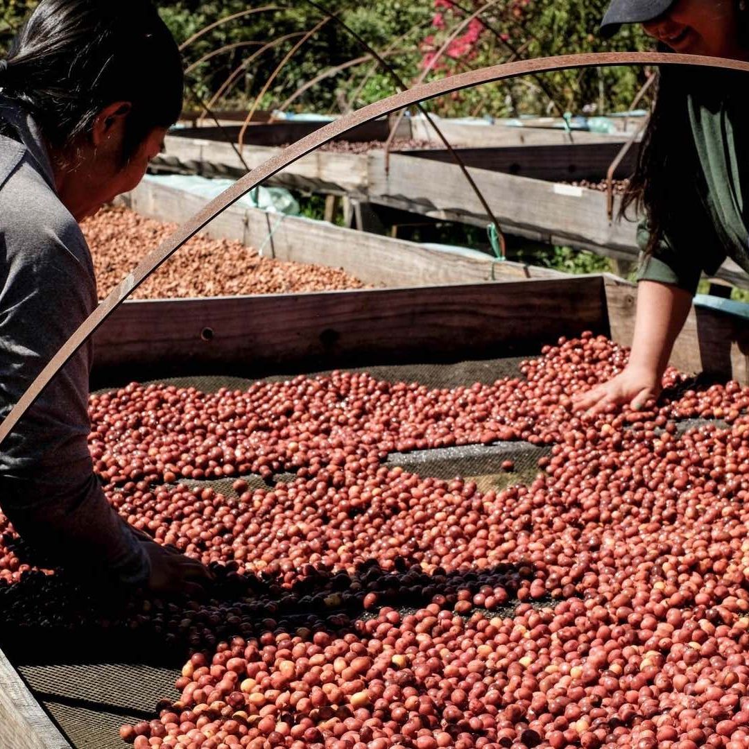 Los productores de café en Chiapas se enfrentan a varios problemas, entre ellos el acoso de la delincuencia organizada. Foto: Cuartoscuro