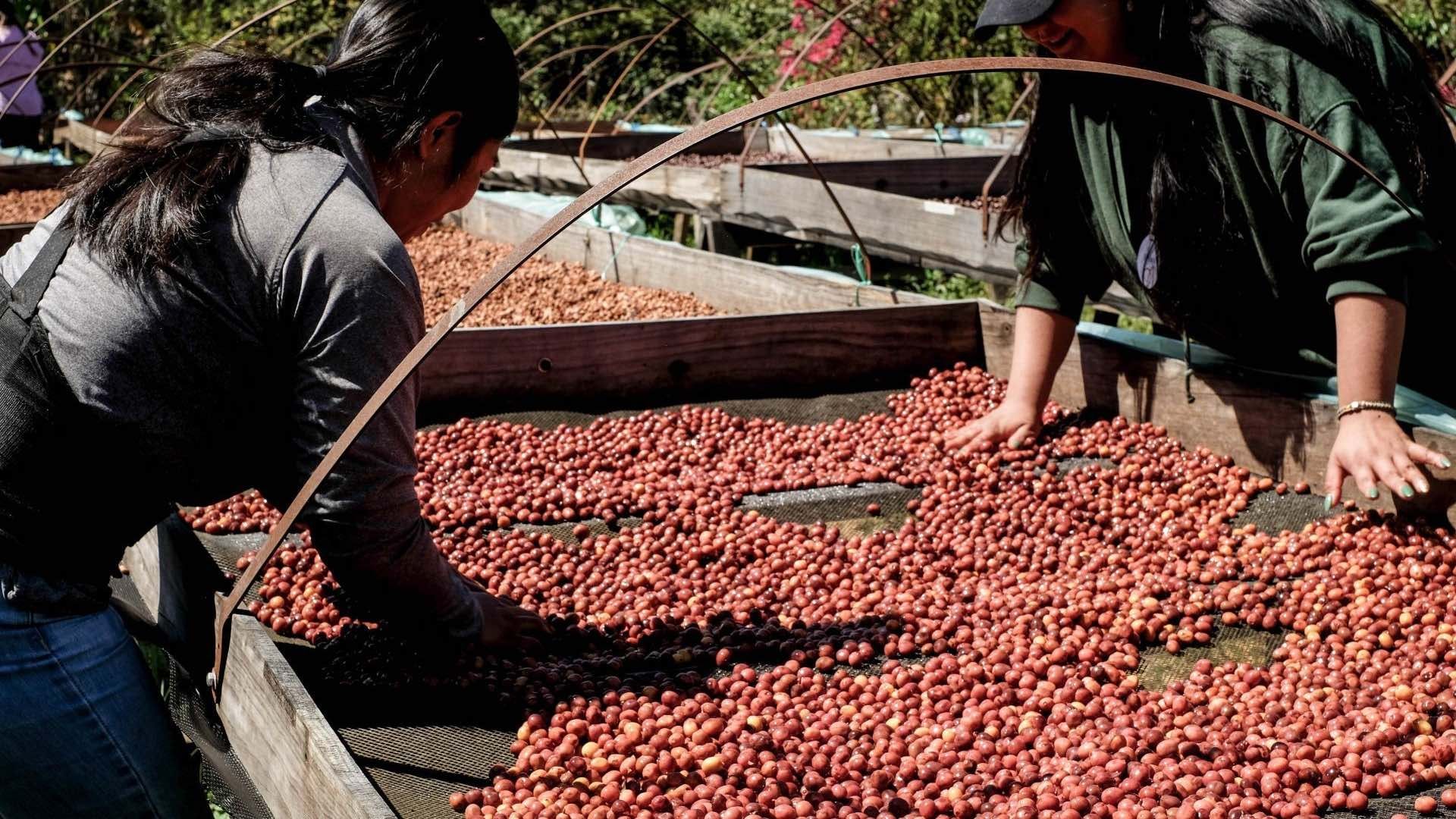 Los productores de café en Chiapas se enfrentan a varios problemas, entre ellos el acoso de la delincuencia organizada. Foto: Cuartoscuro