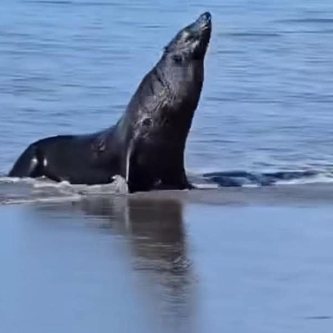 Captan a lobo marino en playas de Chiapas.