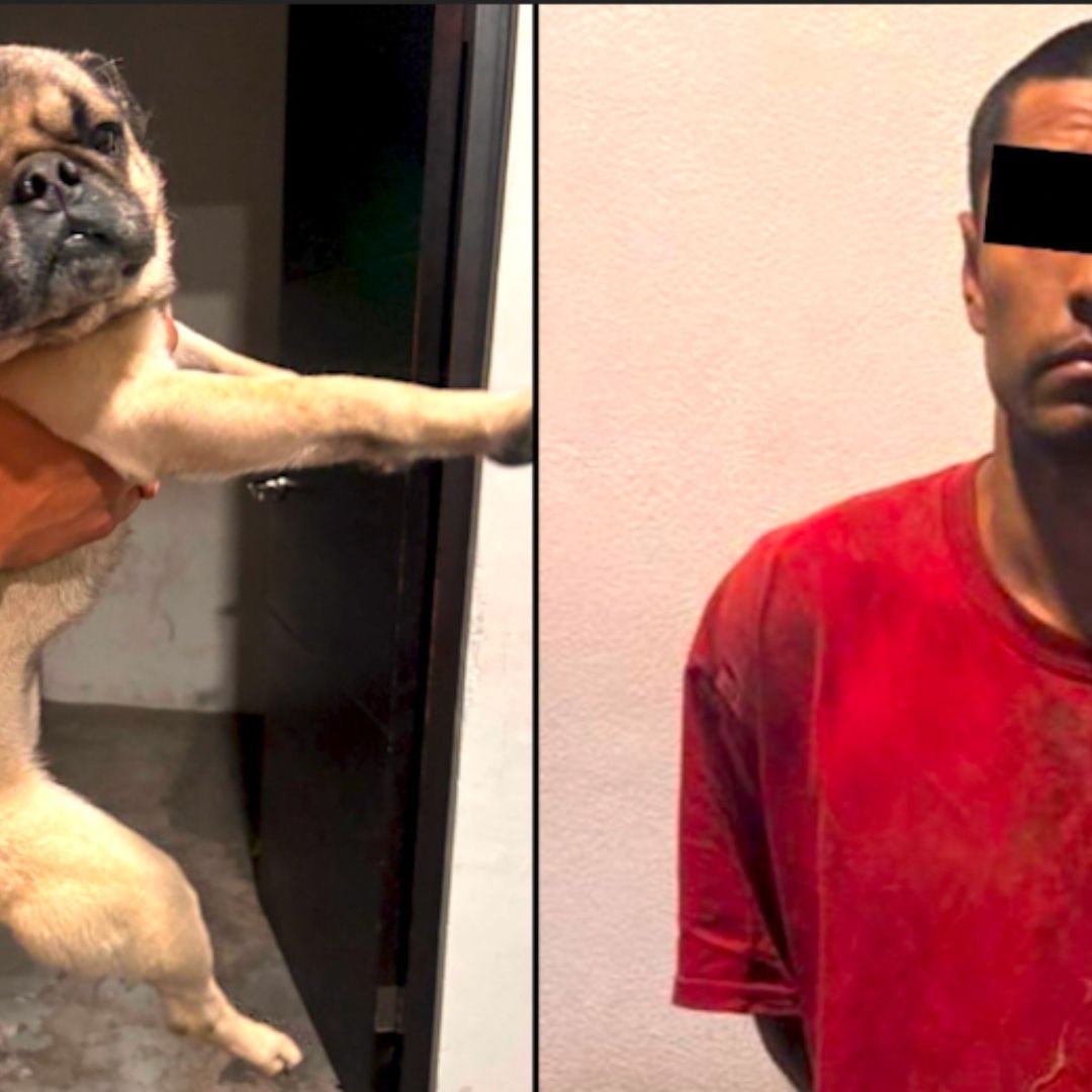 El presunto ladrón del perrito Pug quedó a disposición de las autoridades