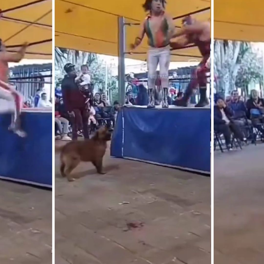 Video | ¡De 2 a 3 Caídas! Luchador se Enfrenta a Perrito en Función al Aire Libre