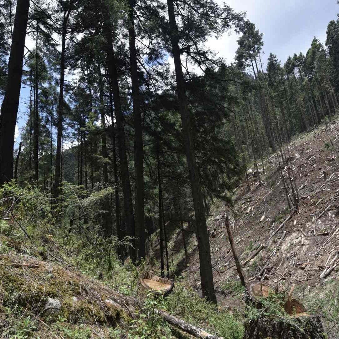 Mafia Maderera Amenaza el Corredor Boscoso de Ocuilan